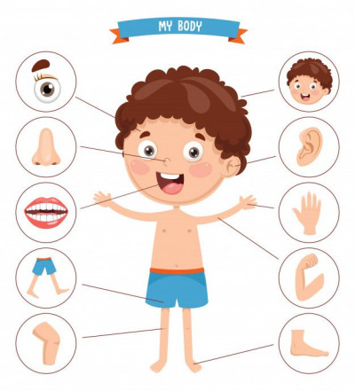 Tổng hợp tất cả các từ vựng tiếng Anh về bộ phận cơ thể bạn cần biết