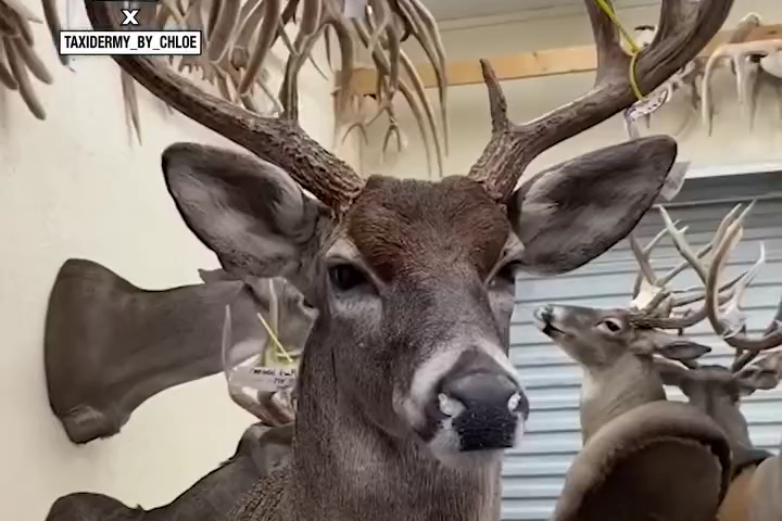 Nghệ Thuật Nhồi Lốt Hươu Nai Hút Mắt Người Xem