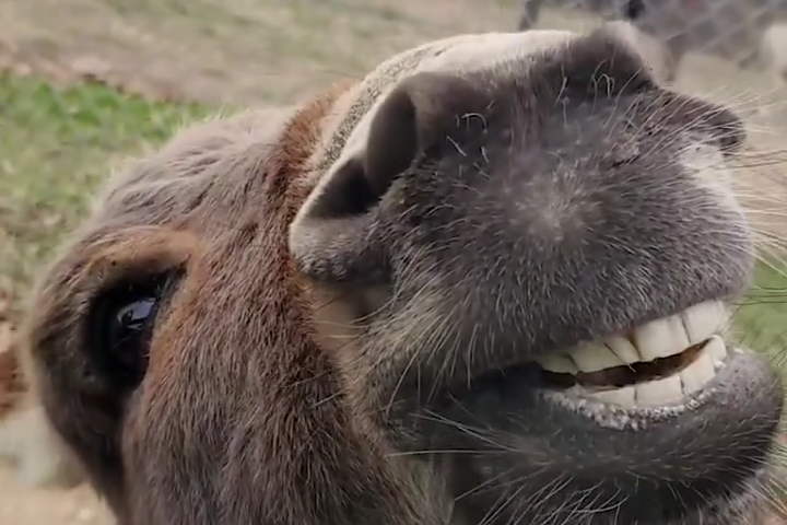 Chú Lừa Trong Shrek Đi Theo Tôi