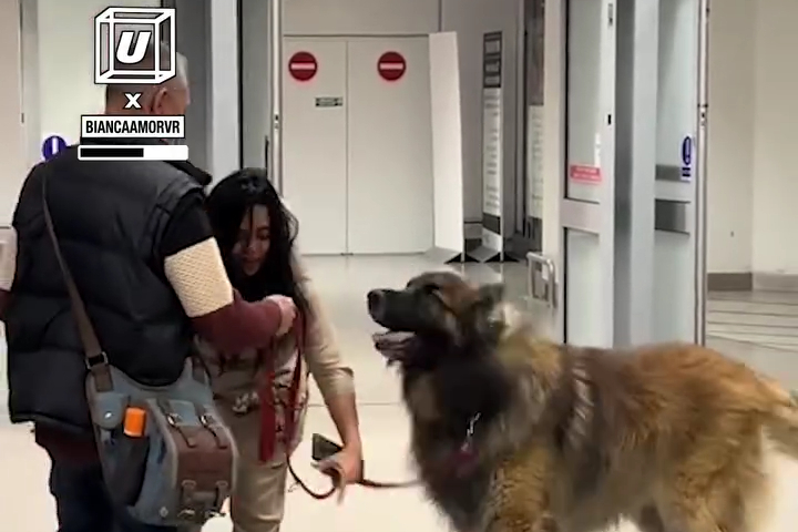 Chú Chó Leonberger Khổng Lồ Chào Đón Mẹ Ở Sân Bay