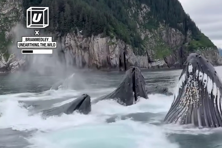 Bắt Gặp Cá Voi Lưng Gù Đang “Phong Sát” Con Mồi