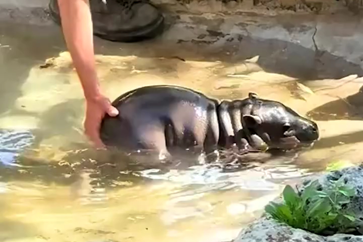 Bé Hà Mã Con Không Muốn Rời Hồ Để Đi Ăn Trưa