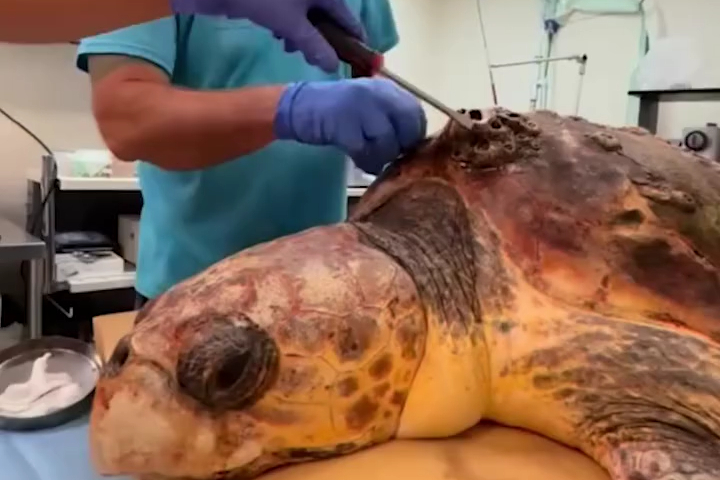 Khi Hàu Bám Quá Nhiều, Cần Phải Cạy Bỏ