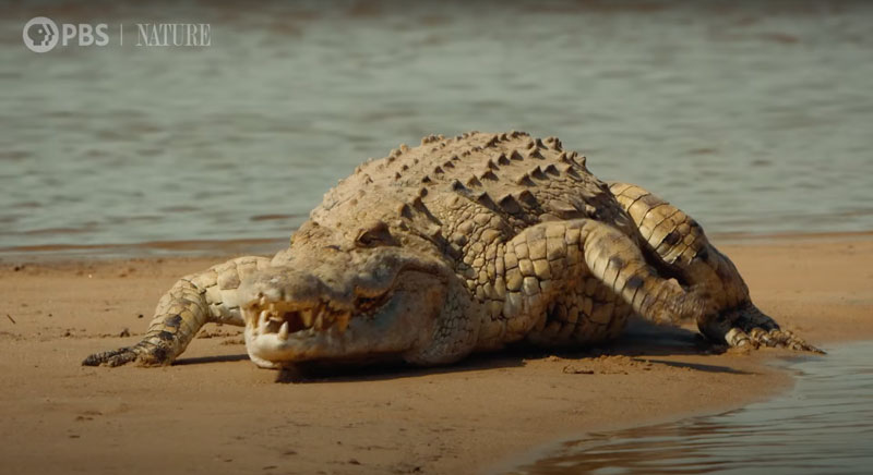hippo-lions-crocodiles1.jpg