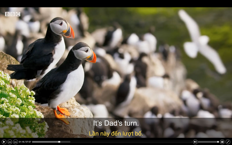 Puffin-Hunts-Fish-To-Feed-Puffling--Blue-Planet-II--BBC-Earth.jpg