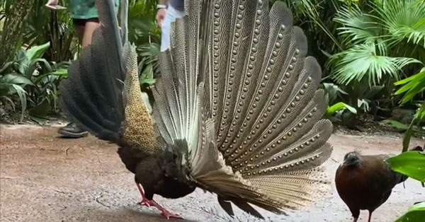 Tán thế này mà không đổ thì cũng chịu