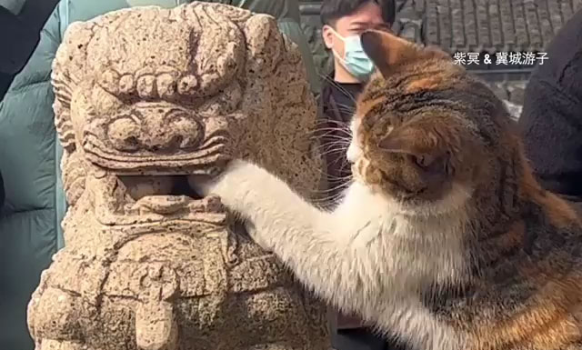 Chú Mèo Mê Bóng