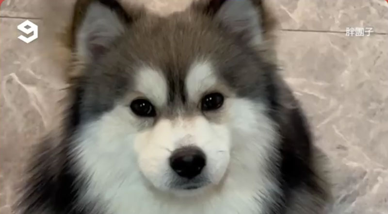 Chú cún corgi lai malamute lai husky đẹp lạ