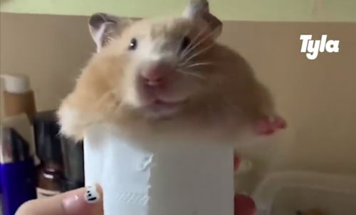 Chú Chuột Hamster Ú Nù Cố Chui Qua Cuộn Giấy Vệ Sinh