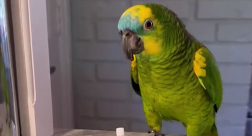 Dolly - Chú Vẹt Chơi Hệ "Phũ"
