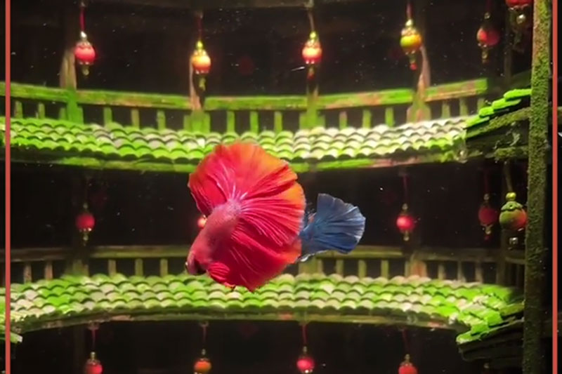 Aquascaping: The Ancient Village for Fish