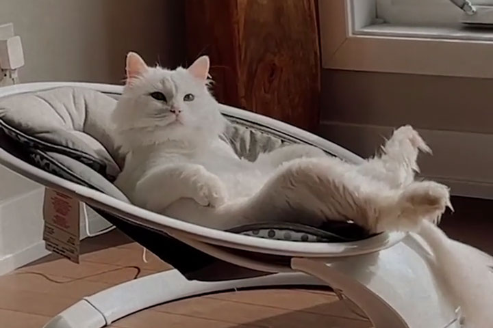 The Cat Claims Baby Rocker