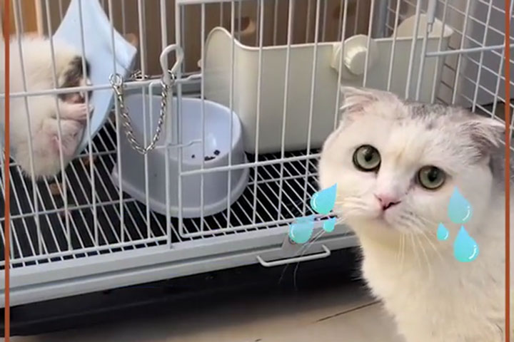 The Cat Thinks His Sleepy Ferret Friend Was Dead