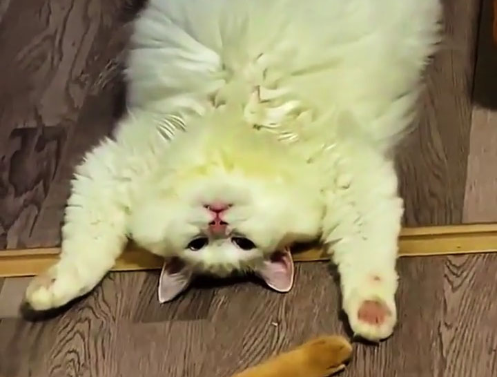 Cats Being Incredibly Lazy