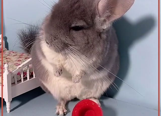 Chinchillas Grab and Throw
