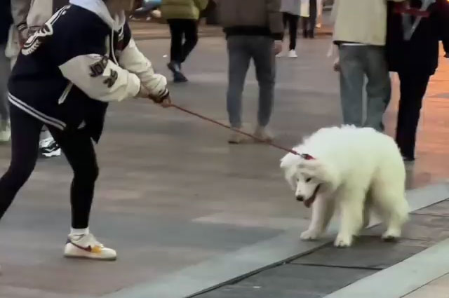 Girl Weight-Lifts Stubborn Samoyed