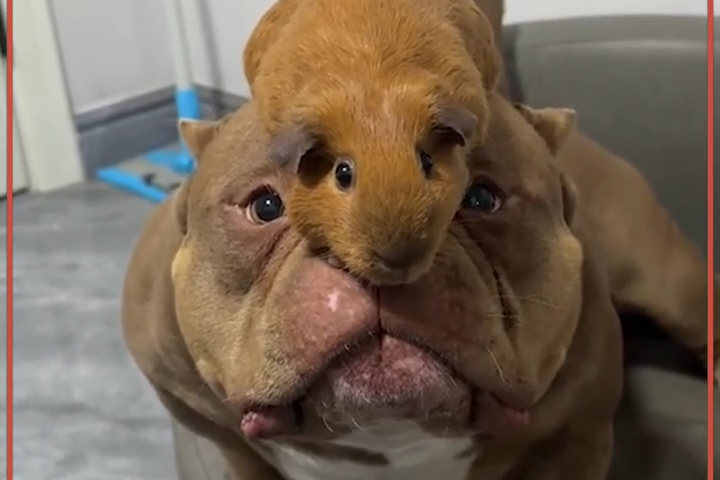 Bạn Cún Bulldog Mỹ Thân Thiện