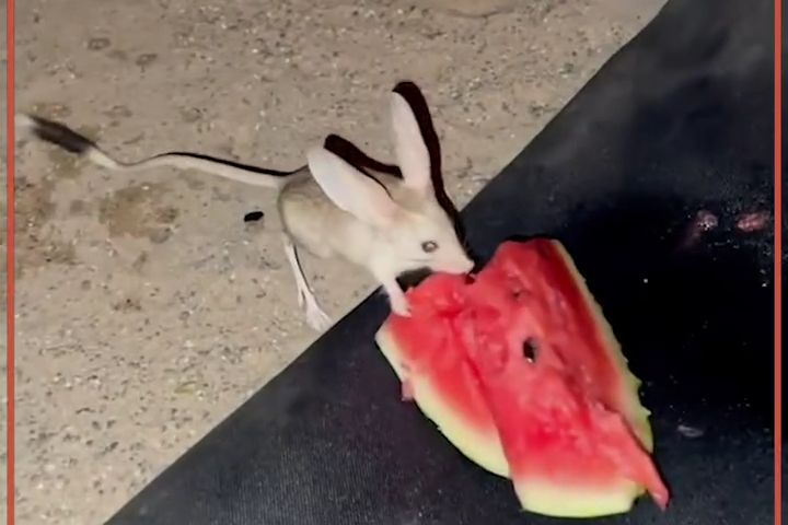 Chuột Nhảy Jerboa Tai Dài Đáng Yêu