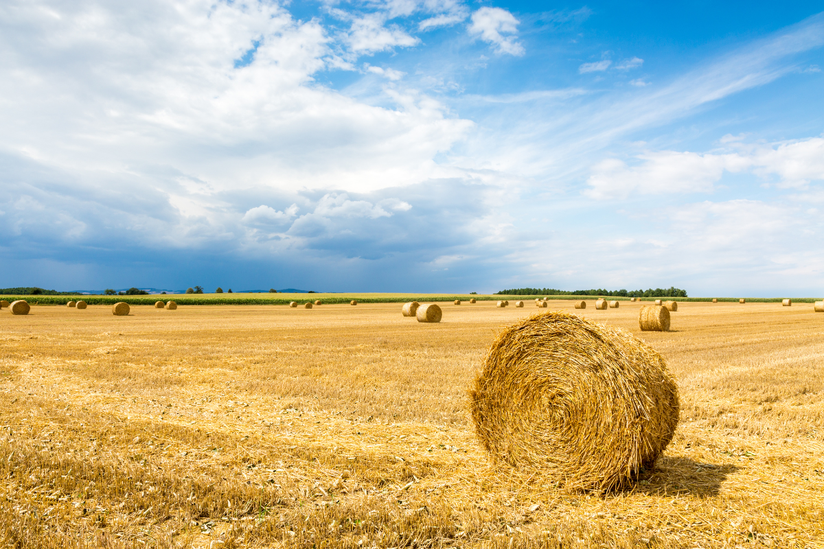 Hay