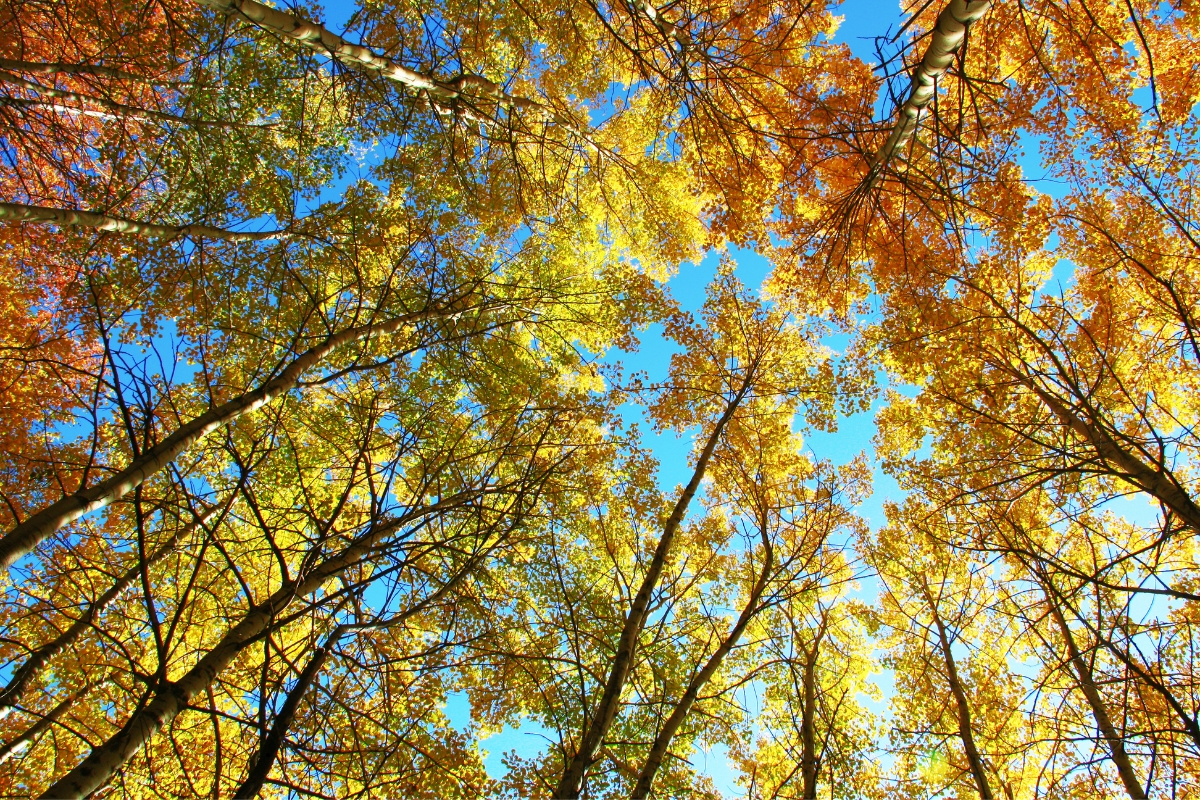 Indian Summer