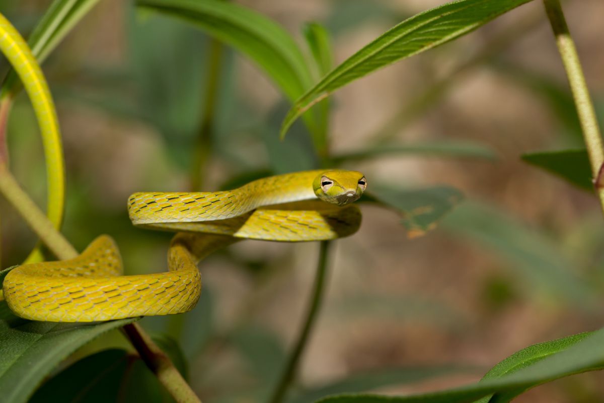 Touchy as a teased snake