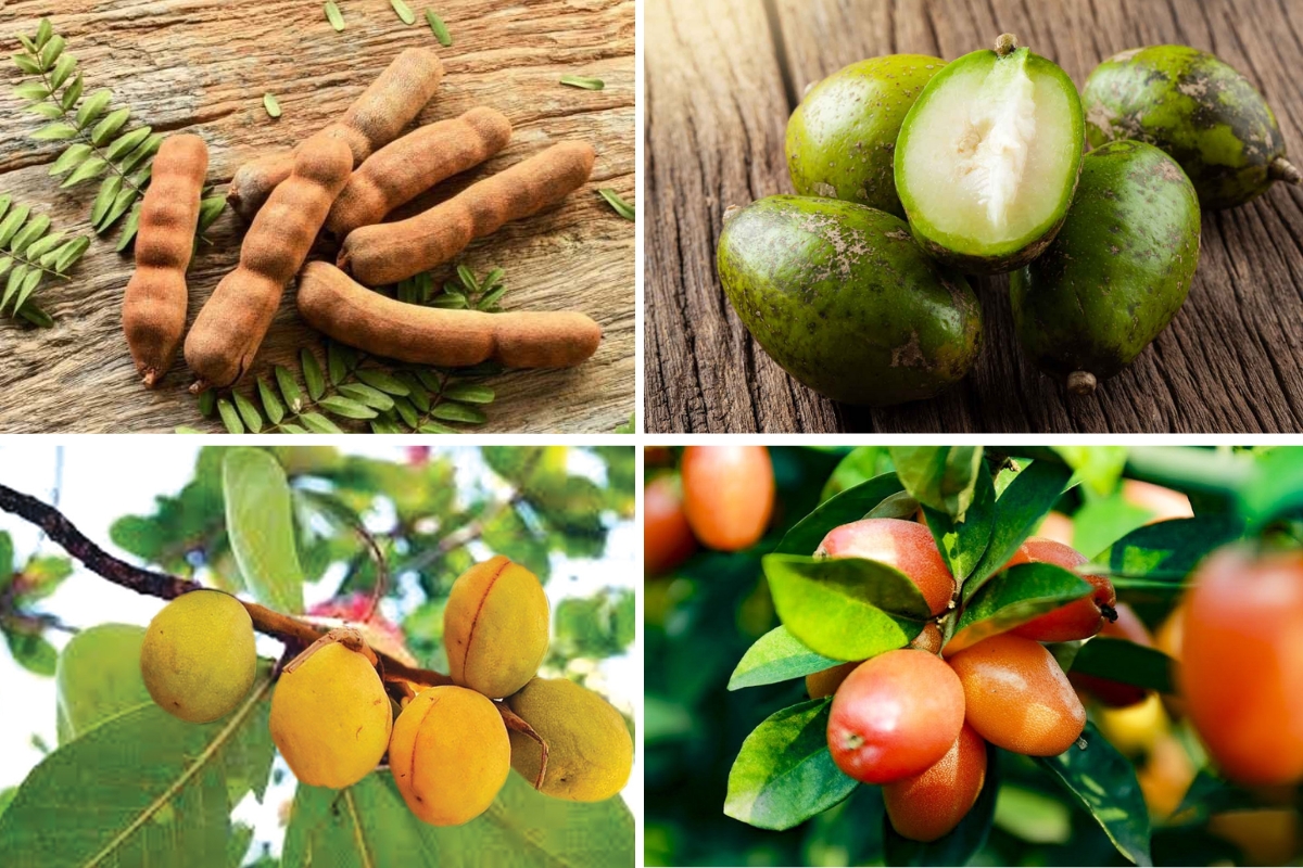 Từ vựng Tiếng Anh về các loại quả gắn liền với tuổi thơ