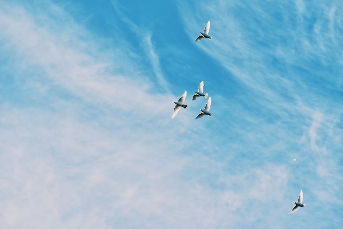 As free as a bird