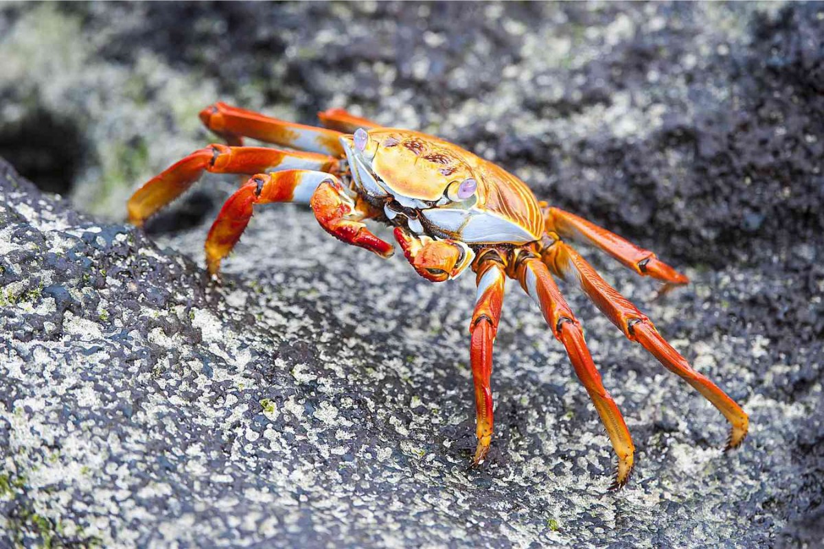 Crustacean