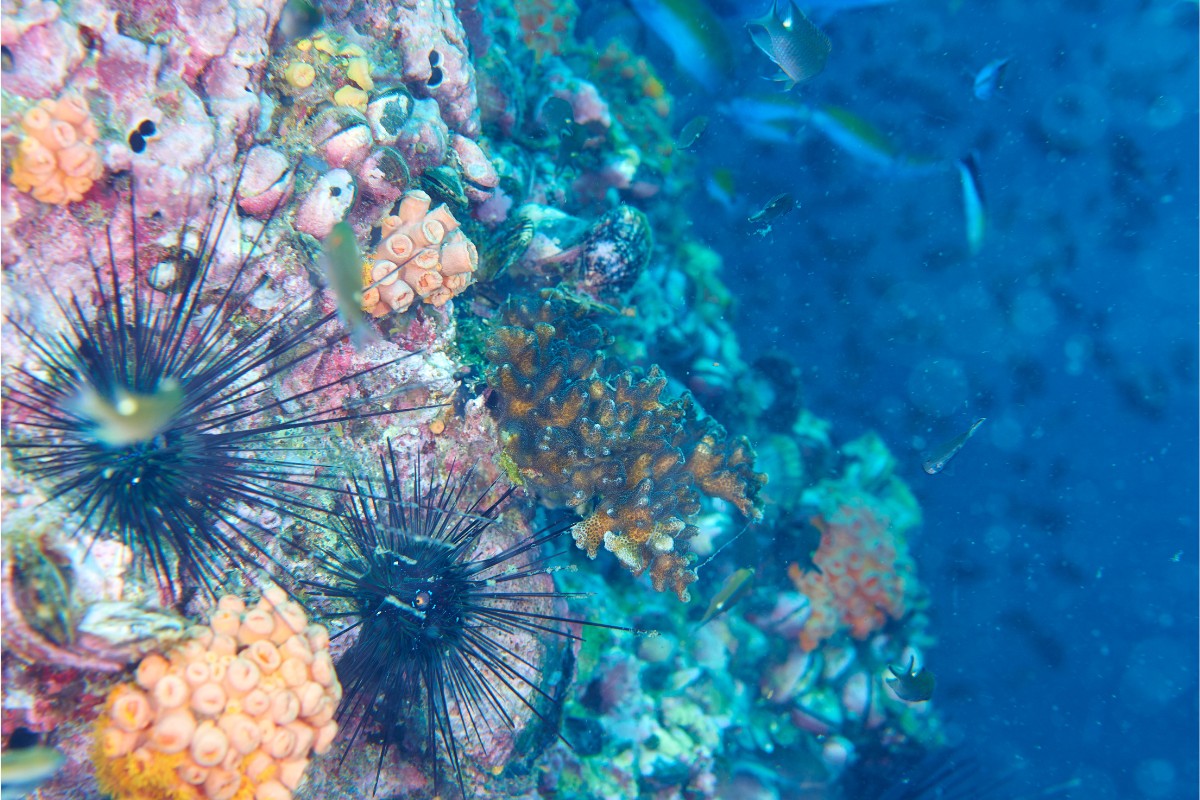 Sea urchin