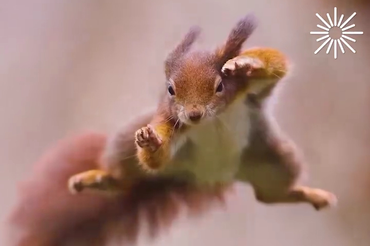 Những Khoảnh Khắc Diệu Kỳ Bên Những Loài Vật Tuyệt Mỹ