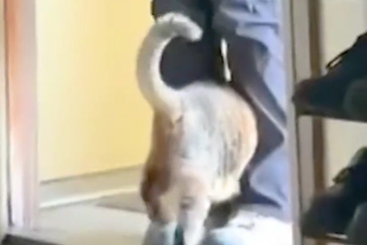 Chú Mèo Tính Trốn Mà Bị Bắt Bằng Chân