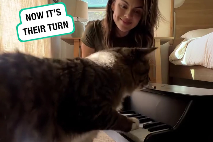 Mèo Được Dạy Chơi Piano Bằng Phương Pháp Phản Xạ Có Điều Kiện