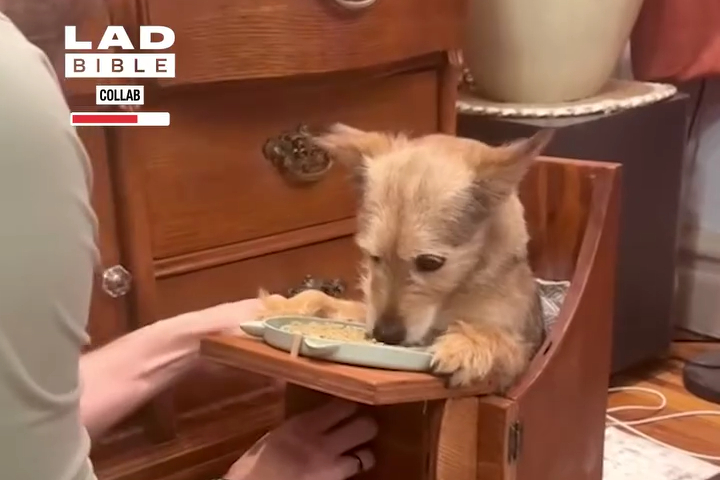 Chú Chó Khuyết Tật Lần Đầu Ăn Trên Ghế Cao