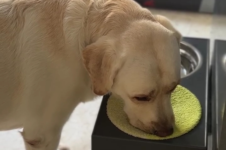 Chú Chó Biết "Lau Miệng" Sau Khi Uống Nước