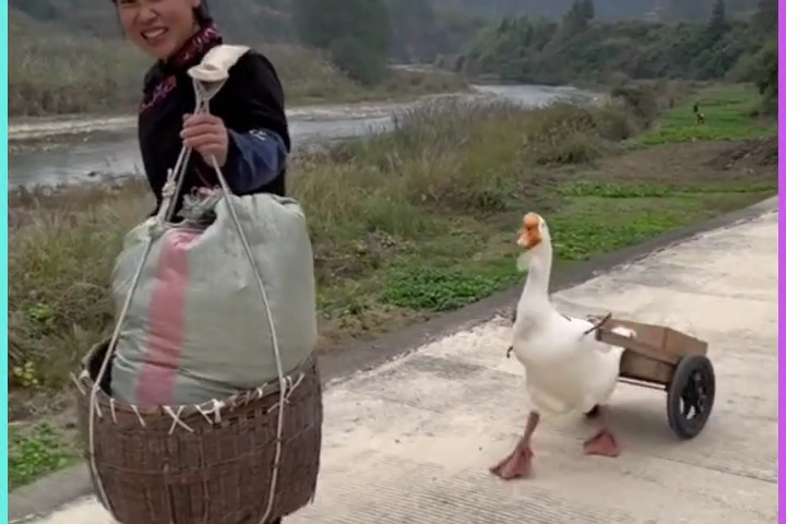 Gặp Gỡ Chú Ngỗng Chăm Chỉ “Cân” Cả Trang Trại!