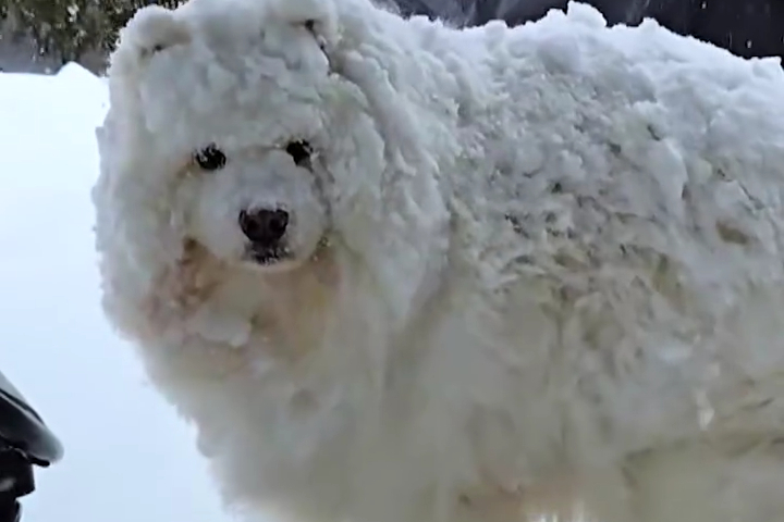 Đây Là Chó Nhà Tôi Khi Tuyết Rơi