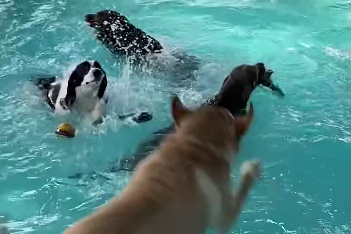 Giờ Bơi Ở Trường Mầm Non Dành Cho Cún