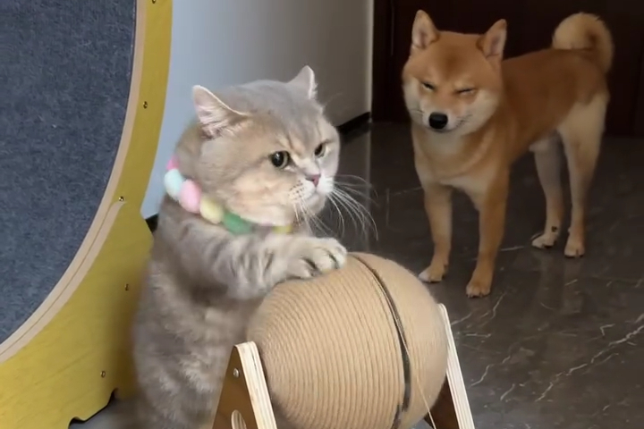 "Năng Lượng Mèo Tái Tạo"