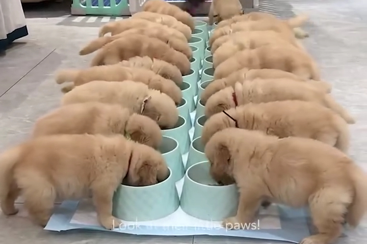 Xung Quanh Anh Toàn Là Cún, Ây!