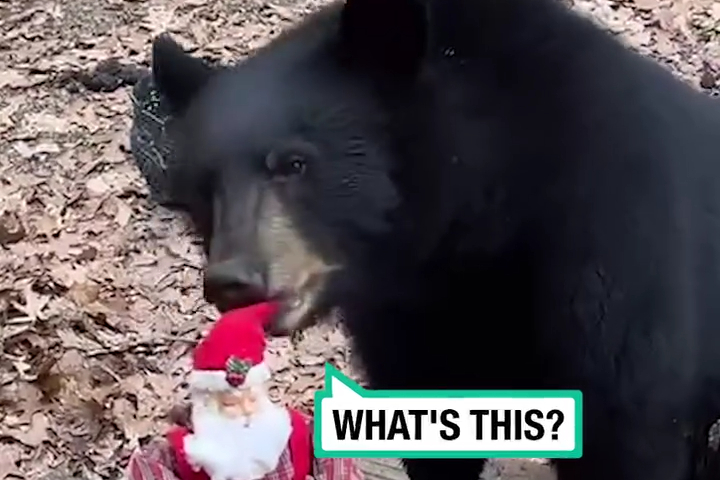 Có Người Không Thích Nhạc Giáng Sinh