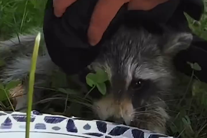 Người Phụ Nữ Cứu Một Chú Gấu Mèo Khỏi Mặt Đường Nóng Rực