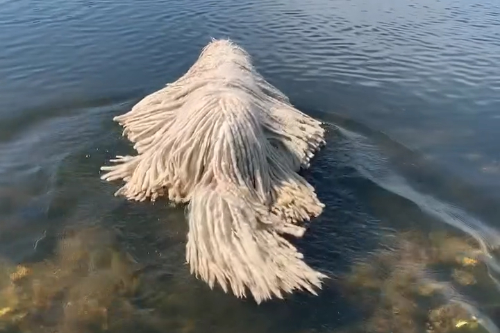 Chó Nhà Tôi Trông Y Như Cây Lau Nhà