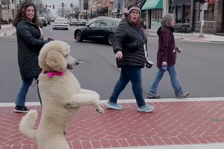 Khi Cún Poodle Của Bạn Nghĩ Mình Là Người