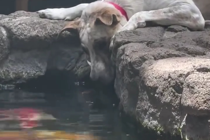 Chú Chó Đứng Ngây Người Trước Hồ Cá Koi