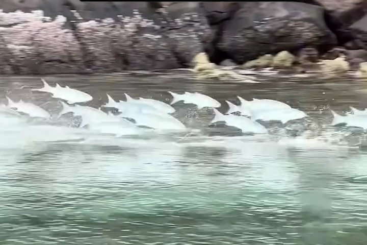 Màn Đồng Diễn Của Đàn Cá Đối... Suýt Hoàn Hảo