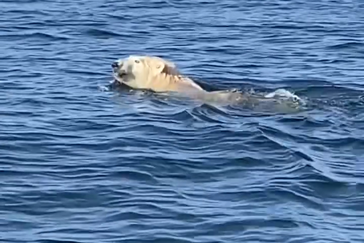 Gấu Bắc Cực Được Phát Hiện Bơi Giữa Đại Dương