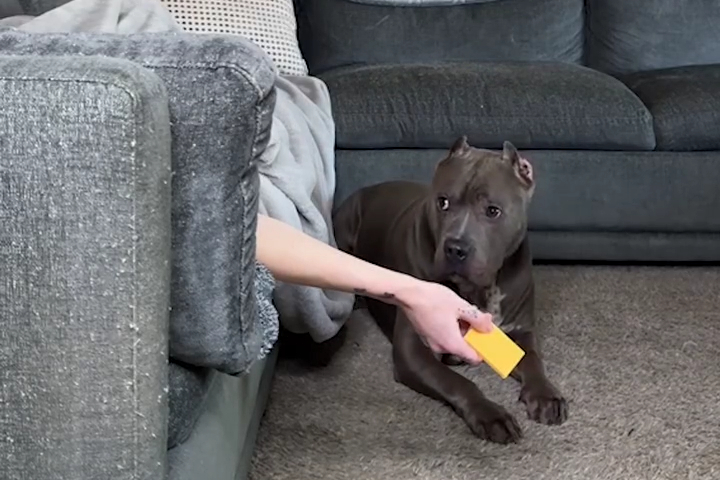 Giả Vờ Ngủ Với Miếng Phô Mai Trong Tay