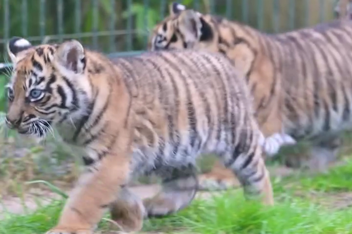 Ba Hổ Con Sinh Ba Lần Đầu Bước Ra Ngoài Trời