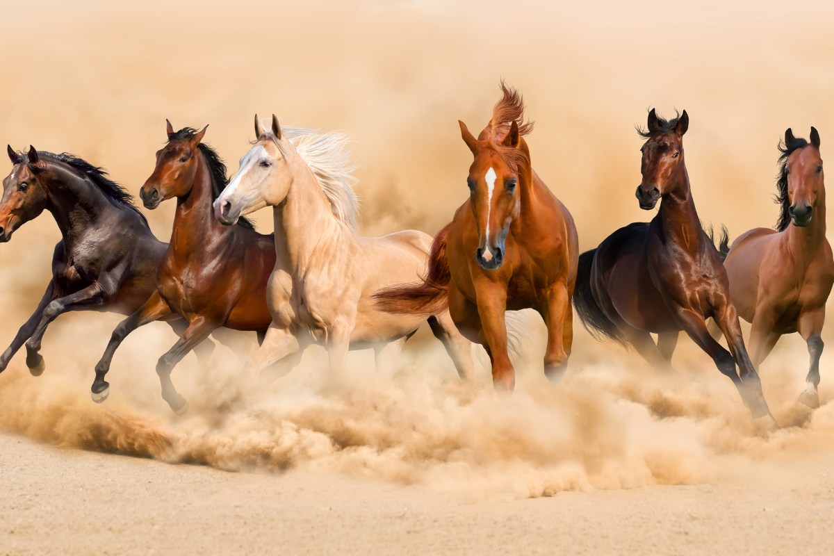 Thành ngữ Tiếng Anh về Ngựa