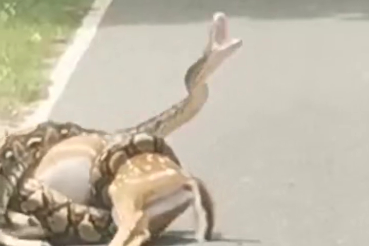 Chú Hươu Thoát Khỏi Cú Siết Của Trăn Trong Gang Tấc